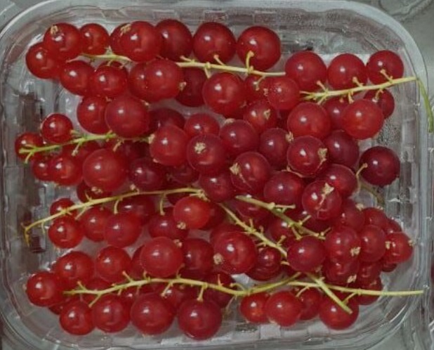 Red Currants